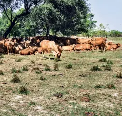  ??  ?? POLITICAL FODDER Livestock at a government dairy farm in Jahangirab­ad, Barabanki