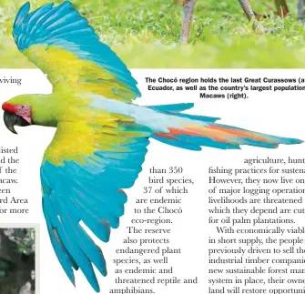  ??  ?? The Chocó region holds the last Great Curassows (above) in Ecuador, as well as the country’s largest population of Great Green Macaws (right).