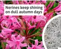  ?? ?? Nerines keep shining on dull autumn days