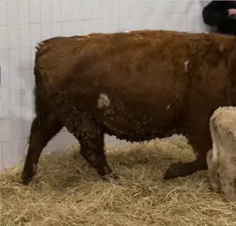  ?? PHOTO: BRIAN FARRELL ?? Market forces:
This 2013born 740kg Charolais cross cow with heifer calf sold for €1,510 at Castlerea.