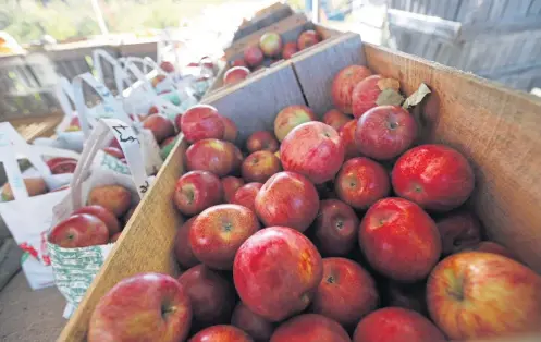  ??  ?? FAVORITE FRUIT: Apples are displayed for sale at the Apple Acres orchard in Hiram, Maine, on Friday. New England apple producers are likely to end the year slightly behind their average production of 3.5 million bushels.