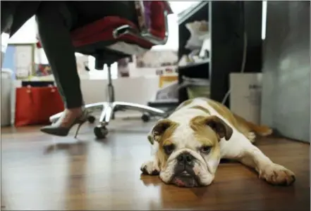  ?? AP PHOTO/LYNNE SLADKY ?? Bulldog Rosie sits under the desk of her owner Barbara Goldberg, CEO of O’Connell & Goldberg Public Relations, at her office in Hollywood, Fla. Goldberg is a small business owner who believes pets improve the quality of their work life, boosting morale...