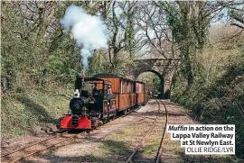  ??  ?? Muffin in action on the Lappa Valley Railway at St Newlyn East.
OLLIE RIDGE/LVR