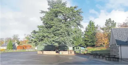  ??  ?? An evergreen canopy of a Cedar of Lebanon towers over the car park at the Retreat Museum.