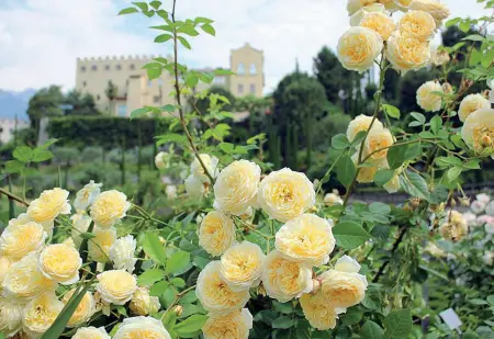  ??  ?? Regine
I giardini del Castello di Merano sono noti in tutto il mondo per le rose