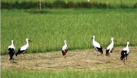  ?? Foto: Gerhard Mayer ?? Das sind keine Herbstfoto­s! Wir sind noch mitten im Sommer – dieser Tage haben die vier Dasinger Jungstörch­e bereits ihren „Flugschein“erworben. Nun zeigen die Eltern den Jungen, welche Wiesen man anfliegen sollte und wo der Gabentisch gedeckt ist....