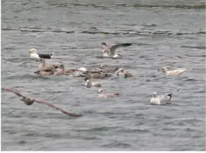  ??  ?? YEAR ON ICE This first-winter Iceland Gull (right bird) was the final bird added to Mike’s 2016 list