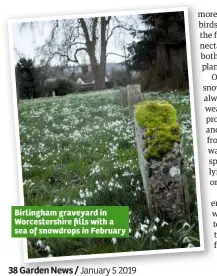  ??  ?? Birlingham graveyard in Worcesters­hire fills with a sea of snowdrops in February