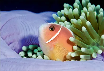  ??  ?? A Clown fish peeks out of his coat den in Bali