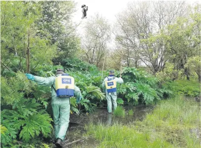  ??  ?? Under threat Volunteers have been spraying giant hogweed along the Allan Water