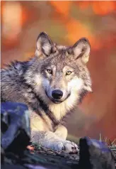  ?? SOURCE: U.S. FISH AND WILDLIFE SERVICE ?? Environmen­tal groups are suing the Trump administra­tion for seeking a waiver of laws that protect the environmen­t and wildlife, like the Mexican gray wolf, to speed up constructi­on of a border wall.