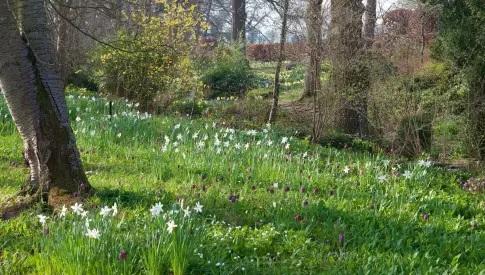  ??  ?? Above: Carpets of white narcissi with Fritillari­a meleagris spread across the landscape