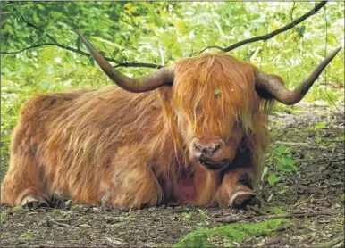  ?? Picture: Andy Clark ?? Highland cattle have returned to The Warren in Ashford