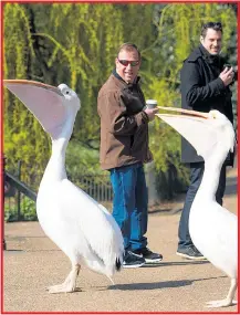  ??  ?? Resident pelicans in London’s St James’s Park yesterday