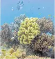  ?? FOTO: AFP ?? Auch das Great Barrier Reef, das unter Korallenbl­eiche leidet, wurde untersucht.
