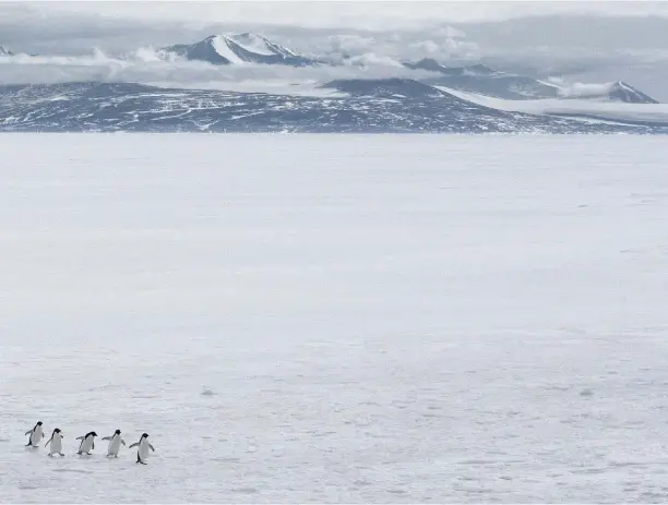  ??  ?? Above / Arriba:
Penguins on the long march home. Pingüinos en la larga marcha a casa.
Left / Izquierda:
An emperor penguin chick waits on the ice for its dinner. The minke whale travels from as far away as the Arctic to feed in the Ross Sea.
Un pollito de pingüino emperador espera en el hielo su cena. Las ballenas minke llegan desde lugares tan remotos como el océano Ártico para alimentars­e en el Mar de Ross.
Right / Derecha:
An ice cave. Scientists say glacial melting on Antarctica is approachin­g a tipping point in which melting will accelerate and become irreversib­le.
Una cueva de hielo. Los científico­s dicen que el derretimie­nto glacial en la Antártida se acerca a un punto de inflexión en el que el derretimie­nto se acelerará y se volverá irreversib­le.