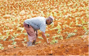  ?? NATHANIEL STEWART/PHOTOGRAPH­ER ?? Mirthen Richards, 68, of Berry Hill, Manchester, plants potatoes on reclaimed land. He employs several persons to help in planting and reaping. Richards hopes that more mined-out lands could be restored for farming.