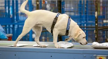  ??  ?? A Customs dog sniffs packages. Intelligen­ce manager Wei-Jiat Tan said the variety and quantity of drugs coming through the internatio­nal mail centre — the primary point of entry — was increasing.