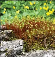  ?? COURTNEY H. DIENER-STOKES — MEDIA NEWS GROUP ?? Nature walks this time of year at places like Hawk Mountain will give you the opportunit­y to see some early spring growth.