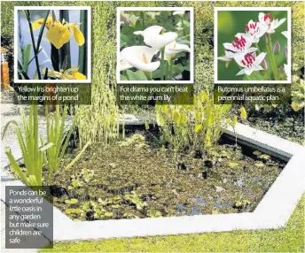  ??  ?? Yellow Iris brighten up the margins of a pond Ponds can be a wonderful little oasis in any garden but make sure children are safe For drama you can’t beat the white arum lily Butomus umbellatus is a perennial aquatic plan