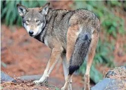  ?? GERRY BROOME/AP FILE ?? The Endangered Species Act protects more than 1,600 species in the United States and its territorie­s, including the male red wolf.