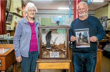  ?? DAVID UNWIN/ STUFF ?? Dannevirke Gallery of History president Nancy Wadsworth and vice-president Murray Holden didn’t expect to see the stolen female huia again, or to reunite it with its male counterpar­t.