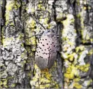  ?? SUBMITTED PHOTO - CARL HESS ?? Photo of a Spotted Lanternfly at the New Hanover UMC Car Show in Gilbertsvi­lle on Sept. 9, 2017.