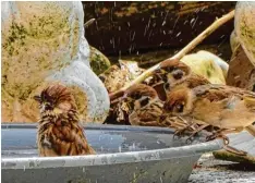  ??  ?? Für die Spatzen hat die Badesaison begonnen. Sie putzen ihr Federkleid in einer Was serschale im Garten von Gabriele Boulan aus Friedberg Harthausen.