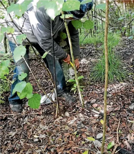  ?? SUPPLIED/FIONA SMAL ?? Volunteer Dennis Worley was one of 50 volunteers to nail chew cards into Kaipatiki’s reserves.