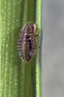 ?? Astrid Jankielsoh­n ?? ABOVE:The Siphamaydi­s aphid was detected recently for the first time in South Africa in a wheat land in the Swartland region.