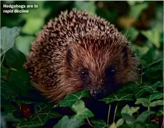  ??  ?? Hedgehogs are in rapid decline