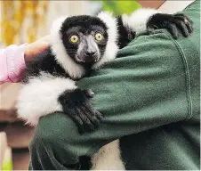  ?? ELMVALE JUNGLE ZOO/FACEBOOK ?? JC, a black and white ruffled lemur was found in a cage at the side of a road early Sunday morning.