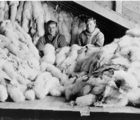  ??  ?? HBC apprentice­s Joseph Ford and James Spence stand beside a pile of Arctic fox furs at Chesterfie­ld Inlet, in what is now Nunavut, circa 1927.