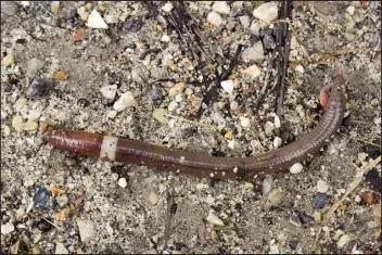  ?? SUSAN DAY–MADISON ARBORETUM VIA THE ASSOCIATED PRESS ?? This July 2, 2014, image provided by Susan Day shows a mature Asian jumping worm found in Madison, Wis. The species is distinguis­hable from other earthworms by the presence of a creamy gray or white band encircling its body.