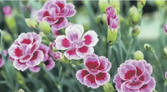  ??  ?? TAKE YOUR PICK: Not everyone is a dianthus fan but they can provide months of colour – and scent.