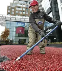  ?? Josh Reynolds/Associated Press ?? » TAPETE VERMELHO Produtora de cranberry espalha fruta em Boston para celebrar a última colheita da temporada em ação promociona­l de fabricante de suco