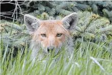  ?? SCOTT GARDNER HAMILTON SPECTATOR FILE PHOTO ?? A coyote pops its head above the tall grass on a hill beside the Garth Street exit of the Lincoln Alexander Parkway May 21, 2019. A female coyote was spotted in the area with several pups, forcing a daycare adjacent to the hill to keep its little ones inside during the day.