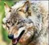  ??  ?? Ein Jungwolf streift durch ein Gehege. Foto: Ingo Wagner, dpa