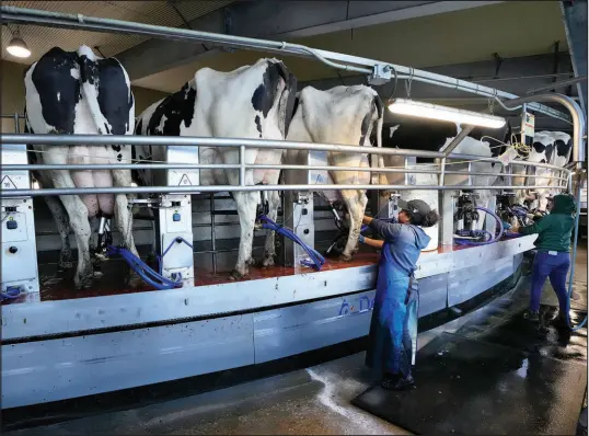  ?? PHOTOS BY ROBERT F. BUKATY / ASSOCIATED PRESS ?? Workers tend to cows in the milking parlor April 1 at the Flood Brothers Farm in Clinton, Maine. Foreign-born workers make up half the farm’s staff of nearly 50, feeding the cows, tending crops and helping collect the milk — 18,000 gallons every day.