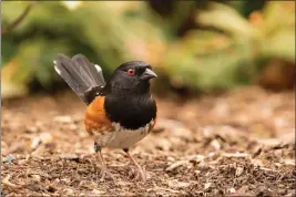  ?? PHOTO BY MICK THOMPSON ?? Spotted towhees feed mostly on the ground, using distinctiv­ely loud two-footed kicks.