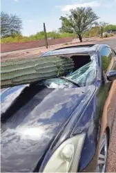  ?? DANIEL JELINEO, SPOKESPERS­ON, PIMA COUNTY SHERIFFS DEPARTMENT ?? Cactus through windshield of passenger side of vehicle