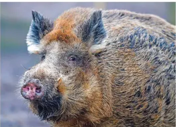  ?? FOTO: PATRICK PLEUL/DPA ?? Jäger und Hundebesit­zer in Rheinland-Pfalz sollten auf der Hut sein: Die relativ seltene Wildschwei­nkrankheit endet für Hunde und Katzen immer tödlich. Auch im Saarland nimmt man das Problem ernst.