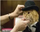  ?? — AP ?? A cat ( above right) ahead of the cat fashion show at the Algonquin Hotel in New York on Friday.