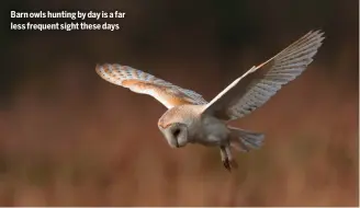  ?? ?? Barn owls hunting by day is a far less frequent sight these days