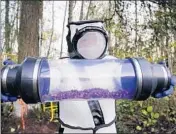  ?? ELAINE THOMPSON/AP ?? A protected entomologi­st shows a canister of so-called murder hornets sucked Saturday from aWashingto­n tree.