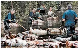  ?? ALAN MARLER/AP 1999 ?? Residents float pigs down a road after floodwater­s from Hurricane Floyd drowned the animals near Beulaville, N.C. Experts fear another livestock disaster as Florence rolls closer.