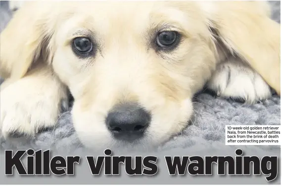  ??  ?? 10-week-old golden retriever Nala, from Newcastle, battles back from the brink of death after contractin­g parvovirus