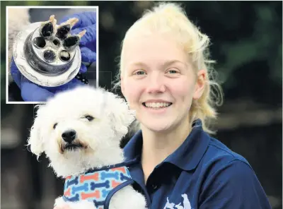  ?? MARK LEWIS ?? Vet Caitlin Owen with Teddy and, inset, his paw caught in the plug