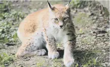  ??  ?? The idea of reintroduc­ing lynx has been controvers­ial