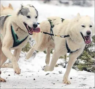  ??  ?? A team of huskies has moved into the Scottish Sleddog Centre in Perthshire.